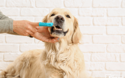 Brushing teeth – that’s the challenge for your veterinary clients